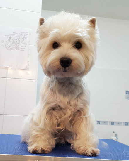 West Highland White Terrier in Österreich / Deutschland zu verkaufen 