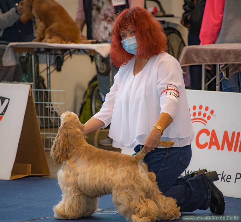 Hundeausstellung in Tulln am 26 & 27 September 2020 mit American Cocker Spaniel & Westie Terrier