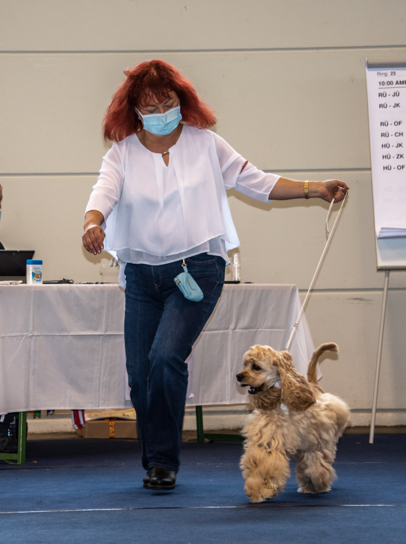 Hundeausstellung in Tulln am 26 & 27 September 2020 mit American Cocker Spaniel & Westie Terrier