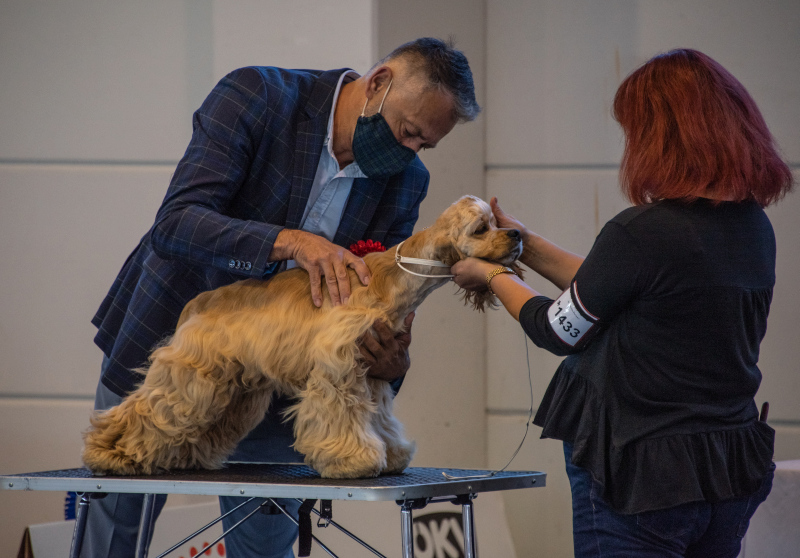 Hundeausstellung in Tulln am 26 & 27 September 2020 mit American Cocker Spaniel & Westie Terrier