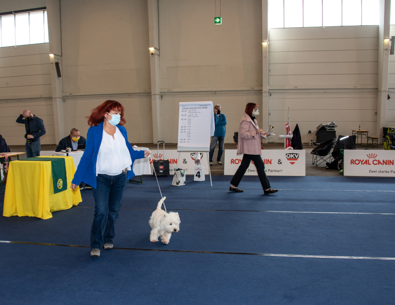 Hundeausstellung in Tulln am 26 & 27 September 2020 mit American Cocker Spaniel & Westie Terrier