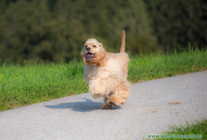 Unser American Cocker Spaniel Johnny