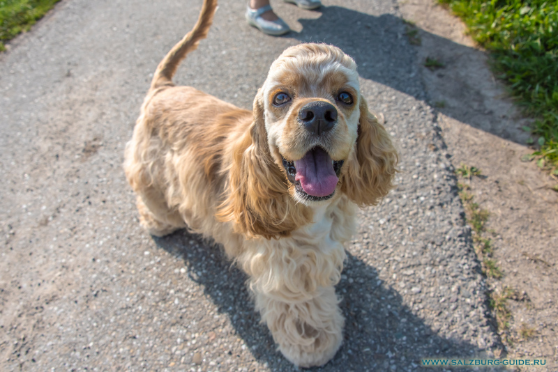 Unser American Cocker Spaniel Johnny