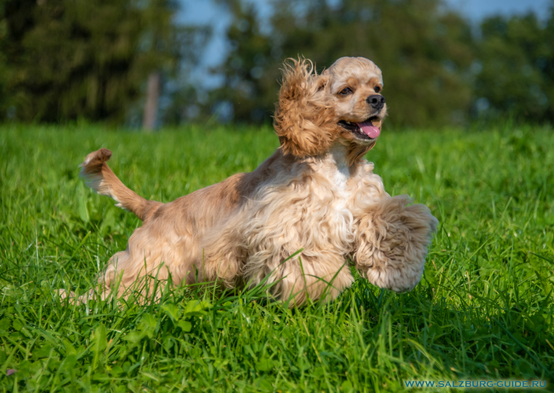 Unser American Cocker Spaniel Johnny