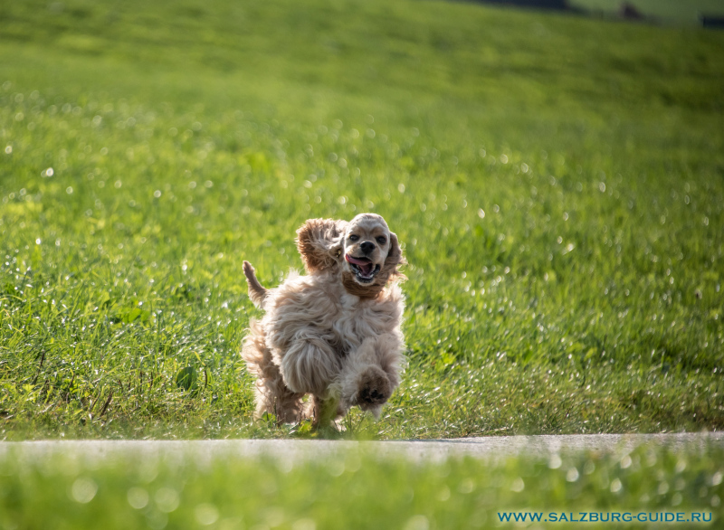 Unser American Cocker Spaniel Johnny