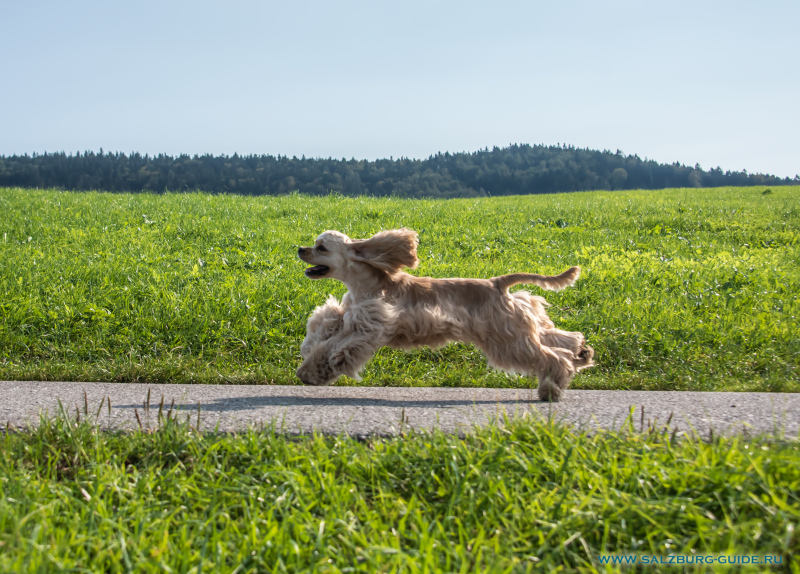 Unser American Cocker Spaniel Johnny