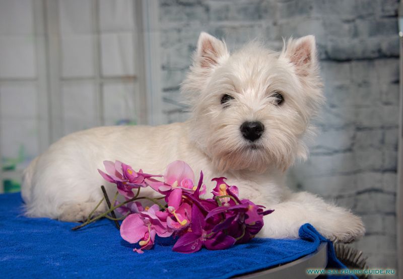 West Highland Witte Terrier - Welpen Kaufen in Salzburg - Österreich