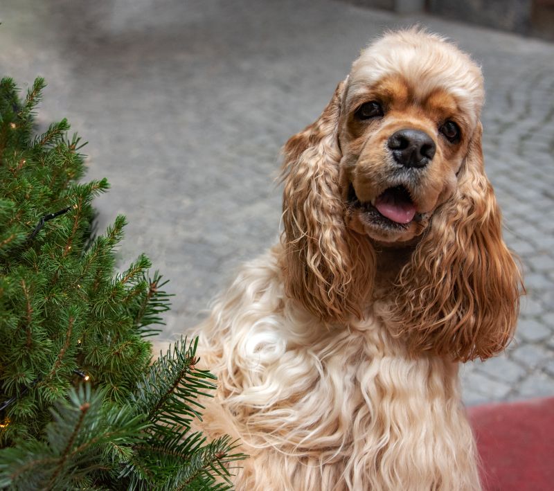 Unser American Cocker Spaniel SALZBURG