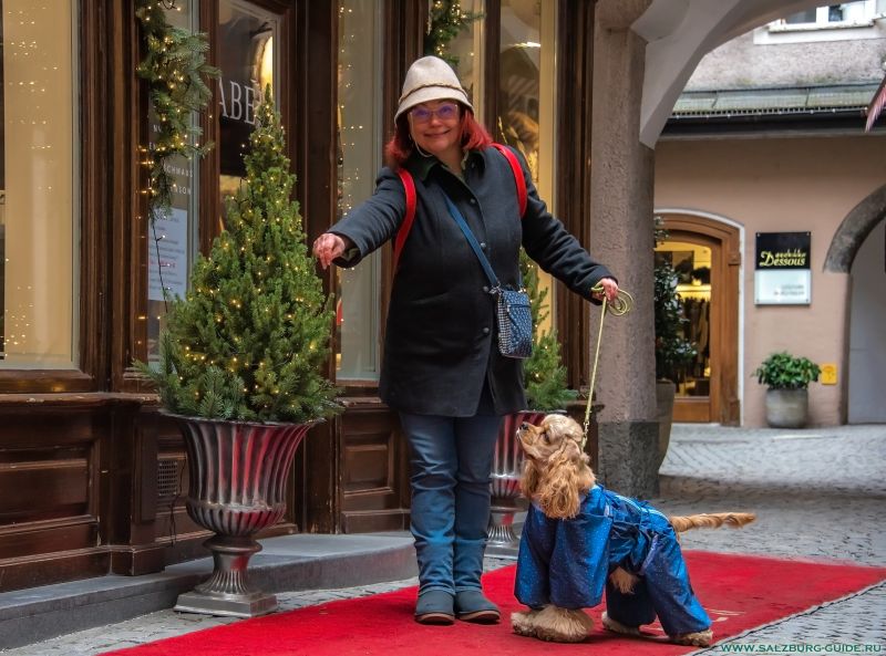 American Cocker Spaniel und West Highland White Terrier kaufen in Salzburg, Österreich