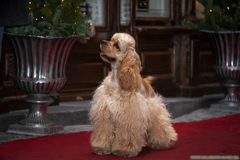 American Cocker Spaniel und West Highland White Terrier kaufen in Salzburg, Österreich