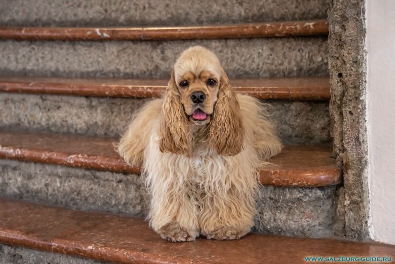 American Cocker Spaniel und West Highland White Terrier kaufen in Salzburg, Österreich