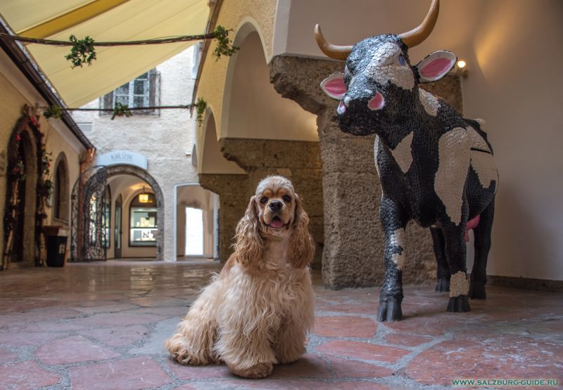 Unser American Cocker Spaniel 