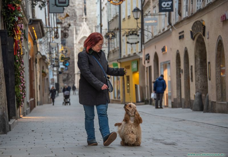 American Cocker Spaniel Welpen in Salzburg kaufen