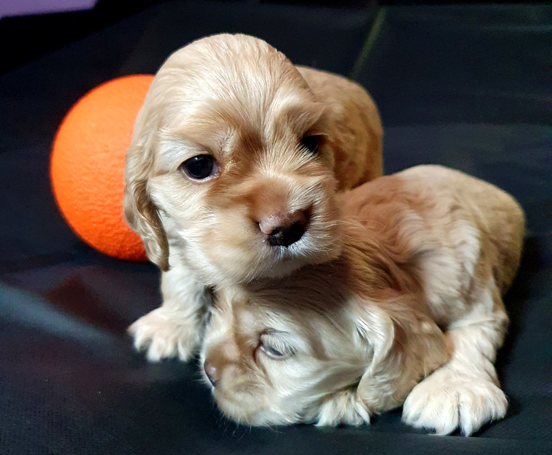 Welpen Spaniels in Österreich kaufen