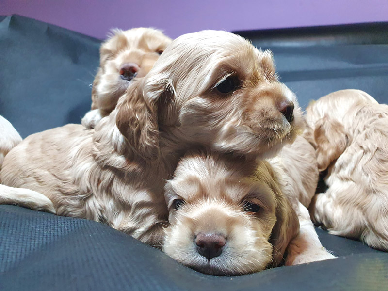 Spaniel Welpen Zucht Österreich