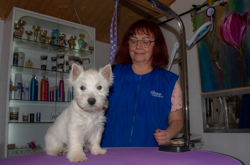 West Highland Witte Terrier - Zuchtstätte in Salzburg, Österreich