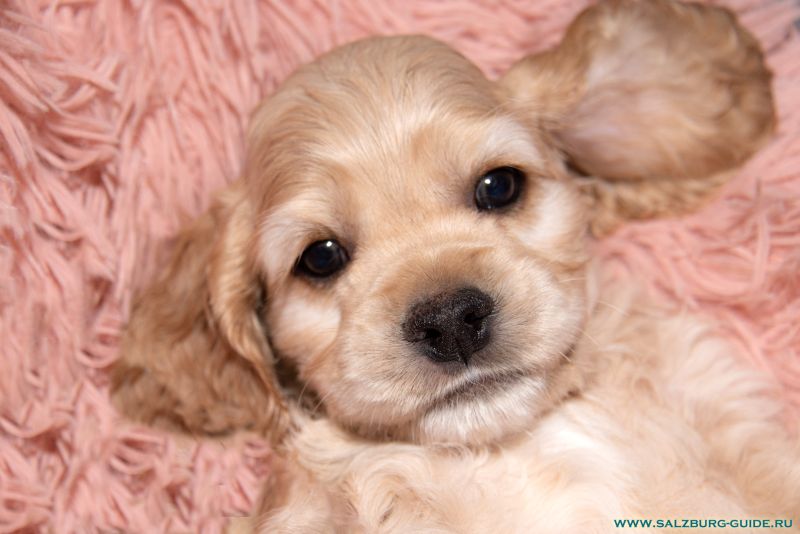 American Cocker Spaniel Welpen in Salzburg kaufen