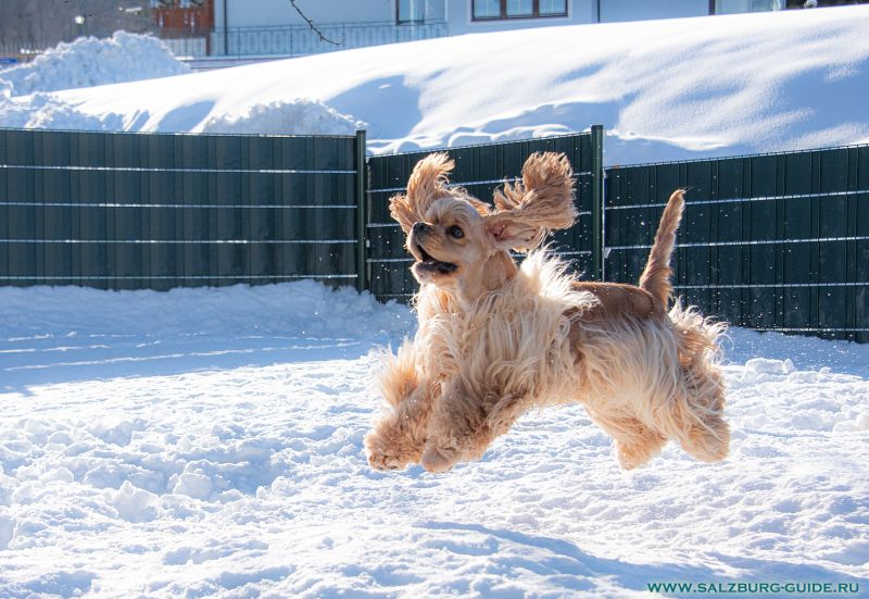 Papa Jerry American Cocker Spaniel in Österreich zu vergeben