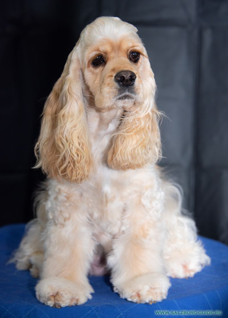 Mama American Cocker Spaniel, Salzburg, Österreich