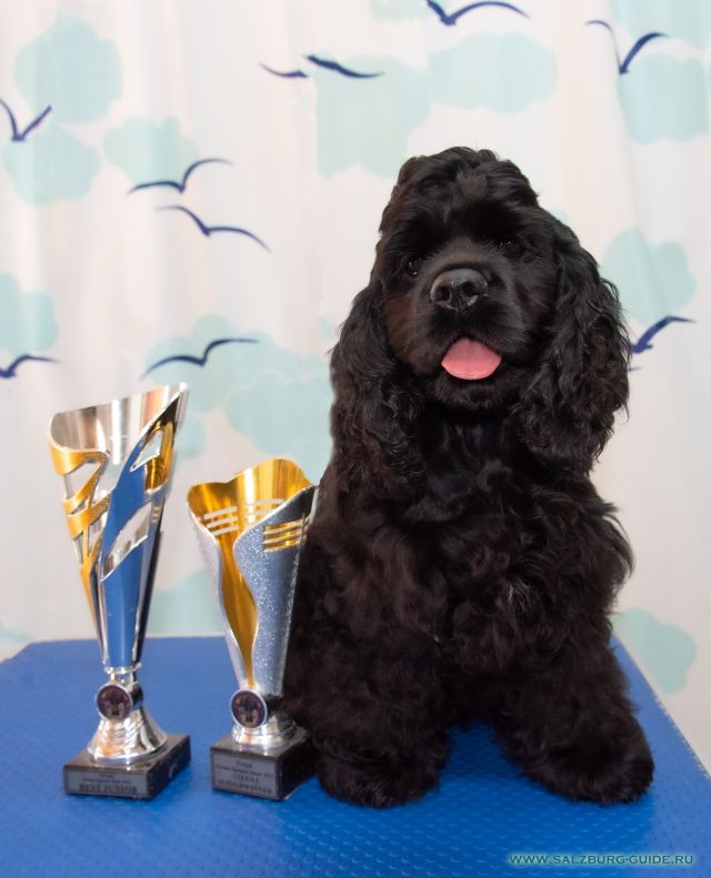 Black American Cocker Spaniel Welpen in Salzburg kaufen