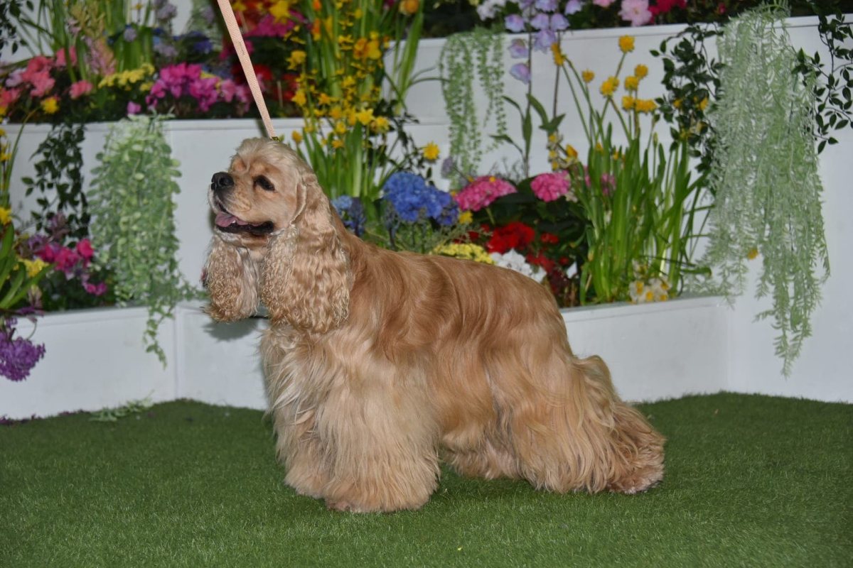 Unsere American Cocker Spaniel mit ÖKV, ÖJSpK Zuchtzulassung.