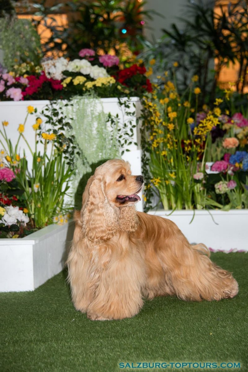 Unsere American Cocker Spaniel mit ÖKV, ÖJSpK Zuchtzulassung.