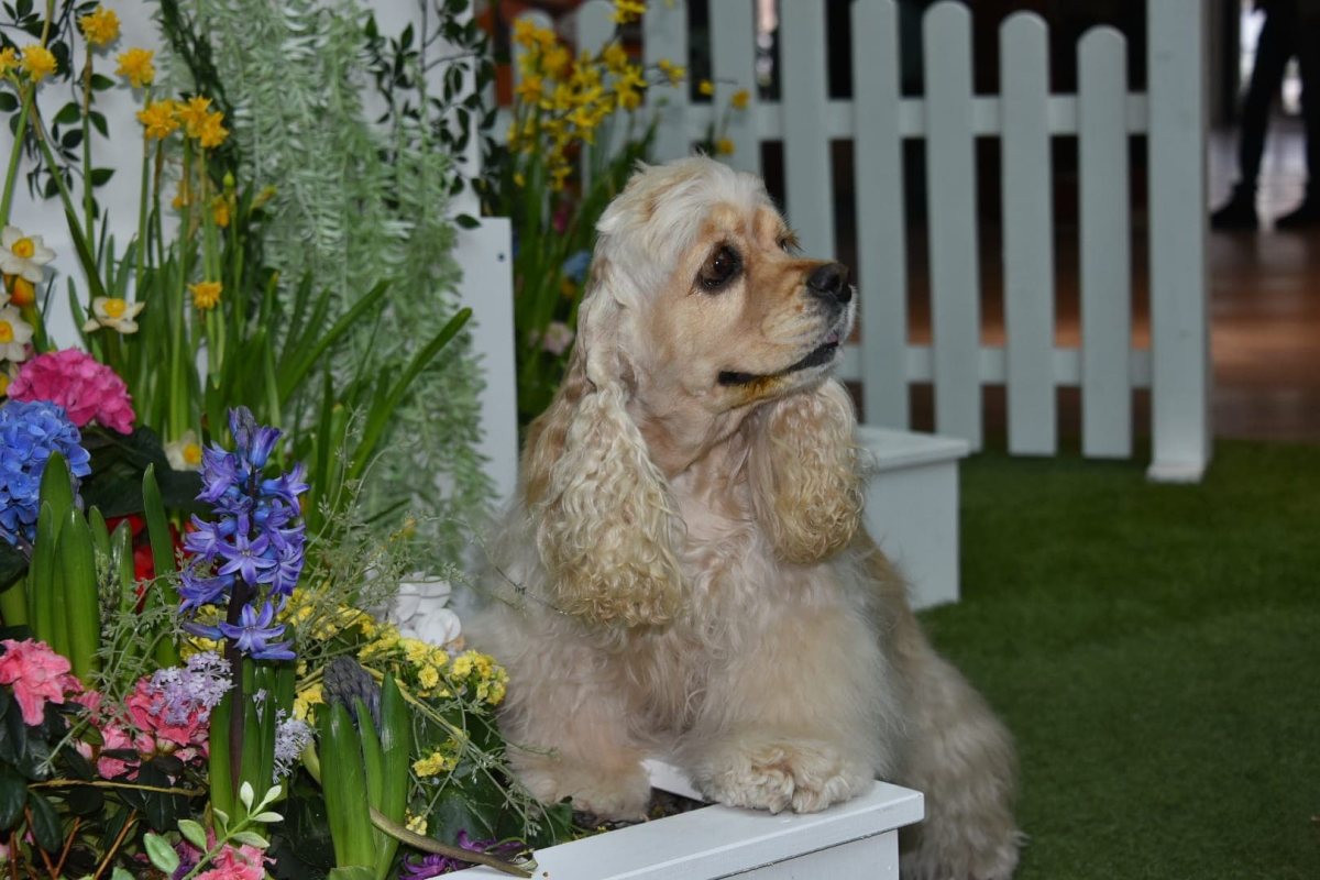 Unsere American Cocker Spaniel mit ÖKV, ÖJSpK Zuchtzulassung.