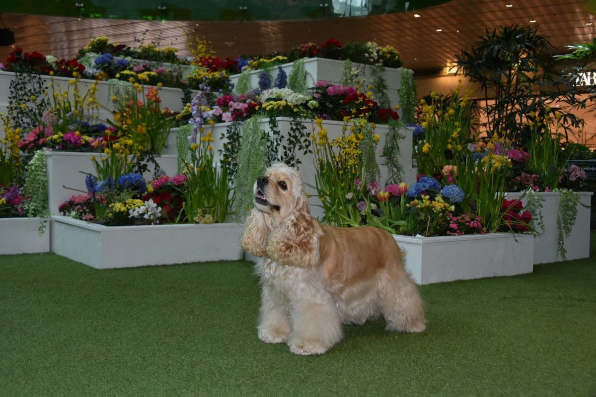 Unsere American Cocker Spaniel mit ÖKV, ÖJSpK Zuchtzulassung.