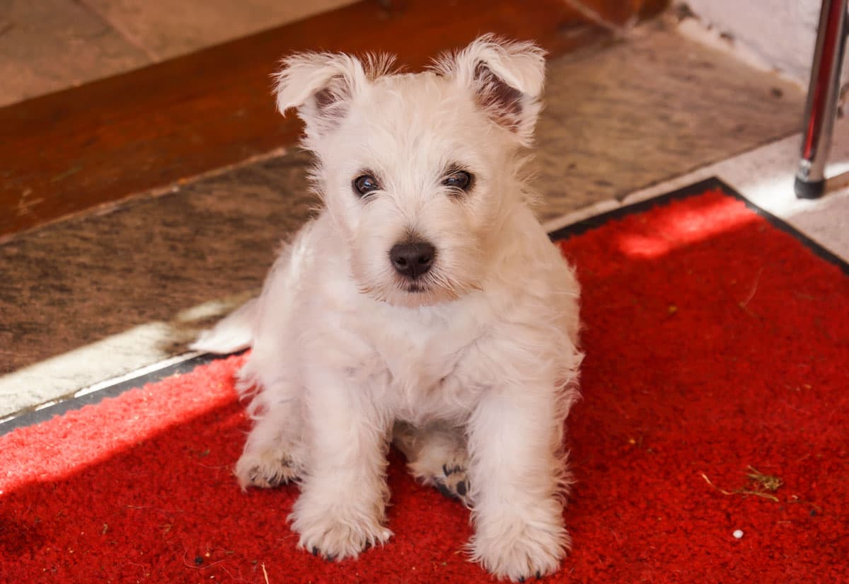 Im April 2024 erwarten wir Welpen von American Cocker Spaniel    sowie    Welpen von West Highland White Terrier