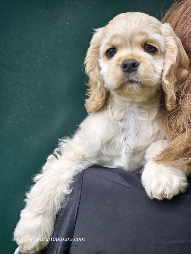 WELPEN von Westies & American Cocker Spaniel von der Zucht Albiero Royal Salzburg (Österreich)  aktuell erhältlich! 
