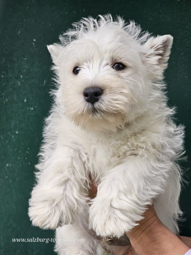 WELPEN von Westies & American Cocker Spaniel  von der Zucht Albiero Royal Salzburg (Österreich)  aktuell erhältlich! 