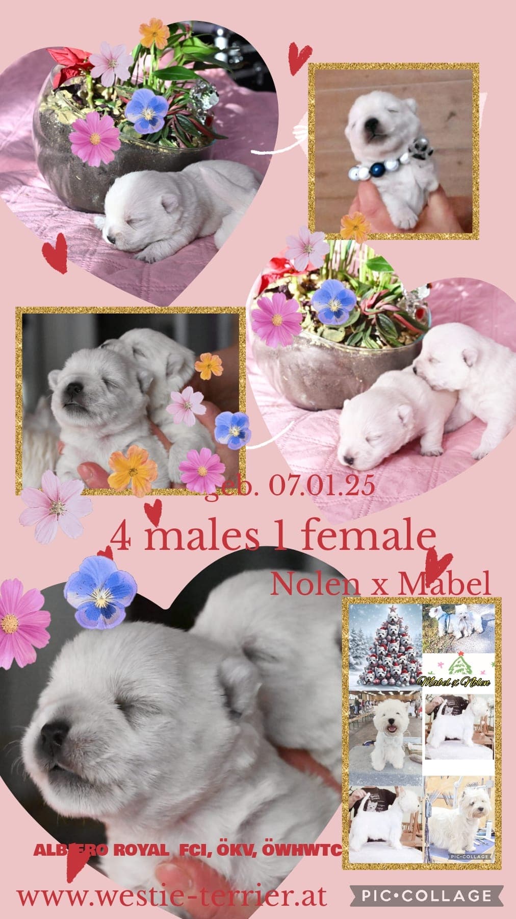 WELPEN von Westies & American Cocker Spaniel von der Zucht Albiero Royal Salzburg (Österreich)  aktuell erhältlich! 