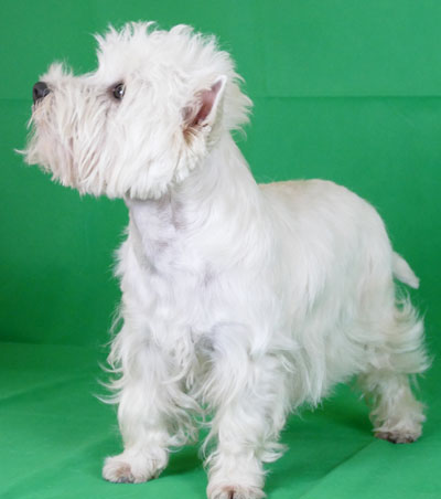 West Highland White Terrier in Österreich / Deutschland zu verkaufen 