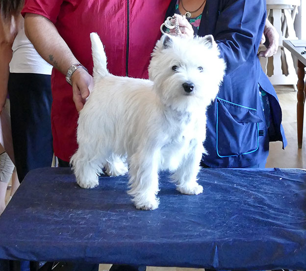 West Highland White Terrier in Österreich / Deutschland zu verkaufen 