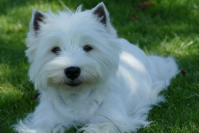 West Highland White Terrier in Österreich / Deutschland zu verkaufen 