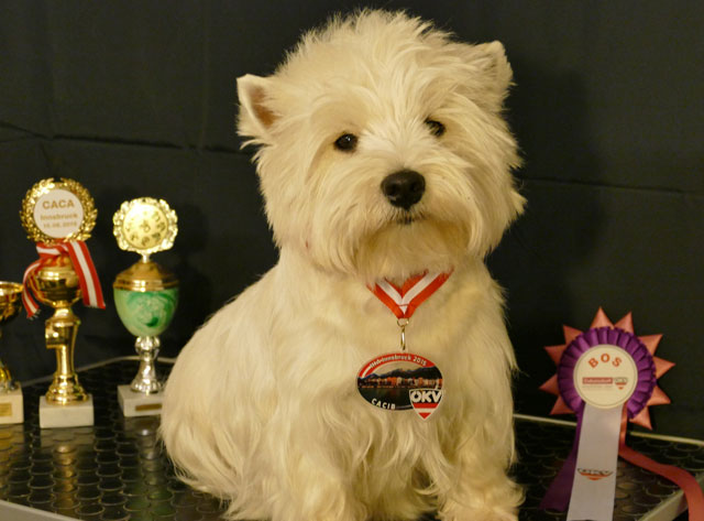 West Highland White Terrier