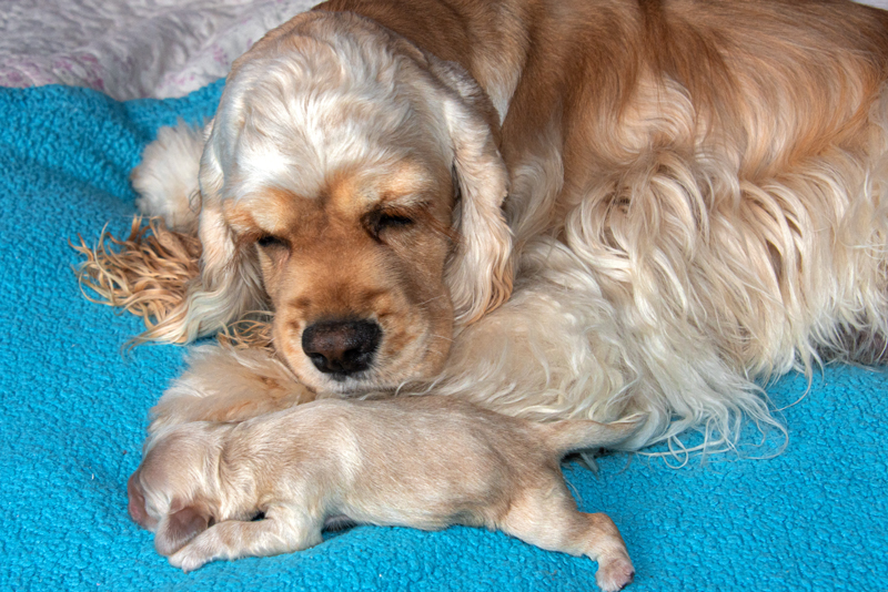 Unser American Cocker Spaniel Johnny